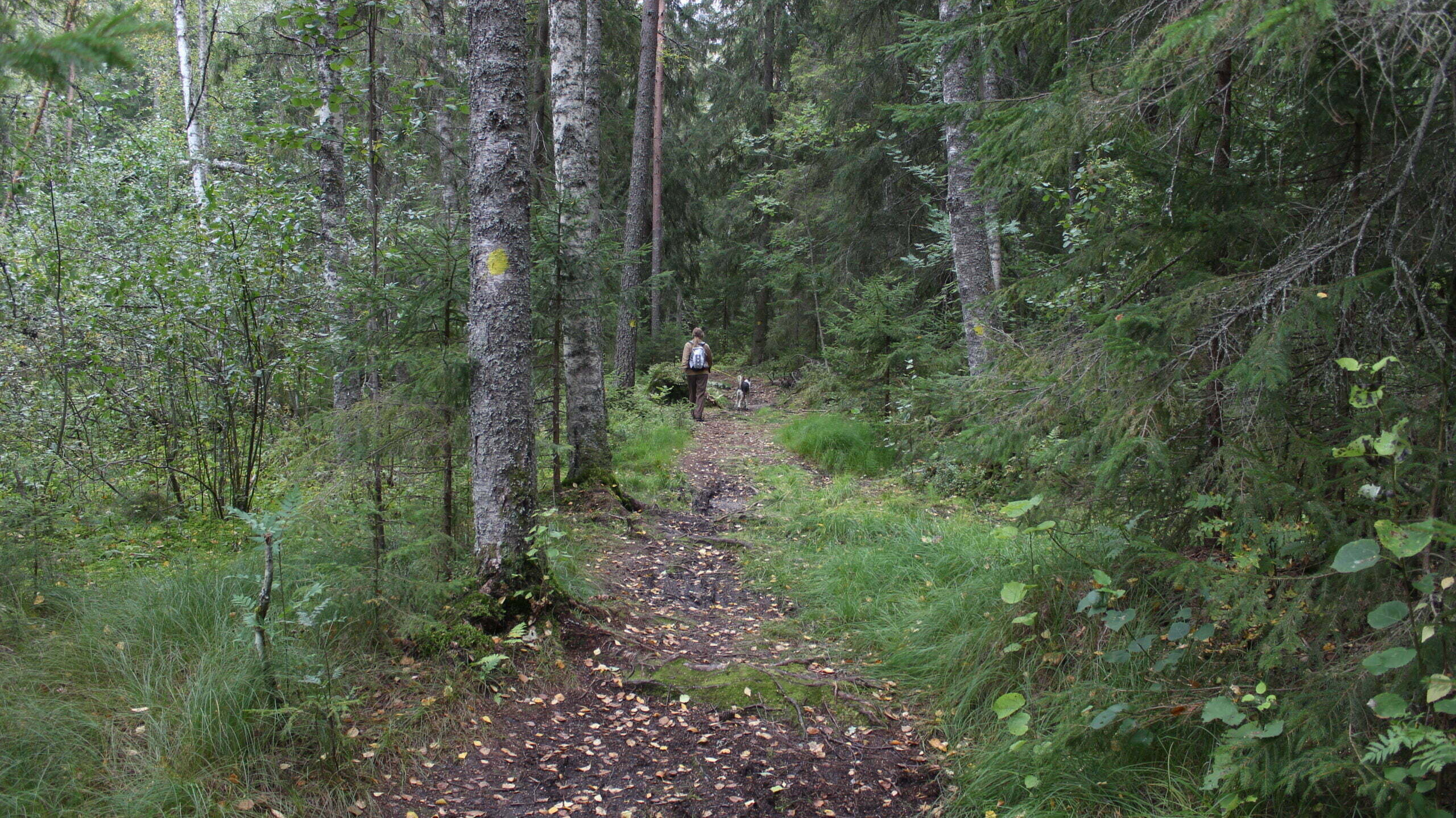 artikkeli-kaadetaan-kaava-ei-metsää