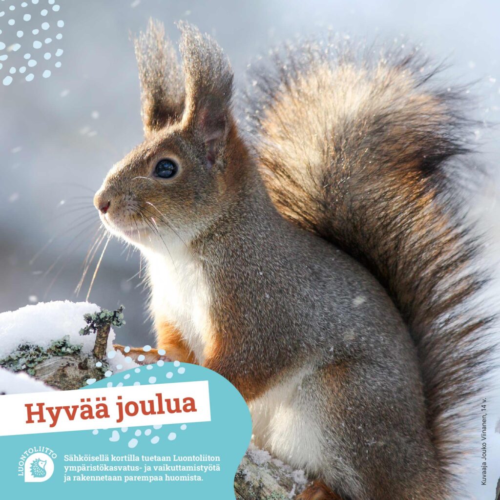 sahkoinen_korttiorava@2x-100