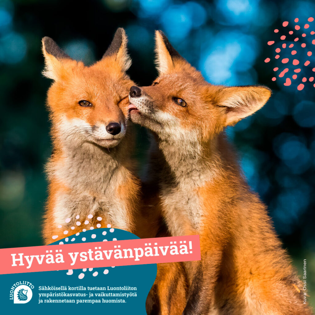 ystävänpäivä ketut