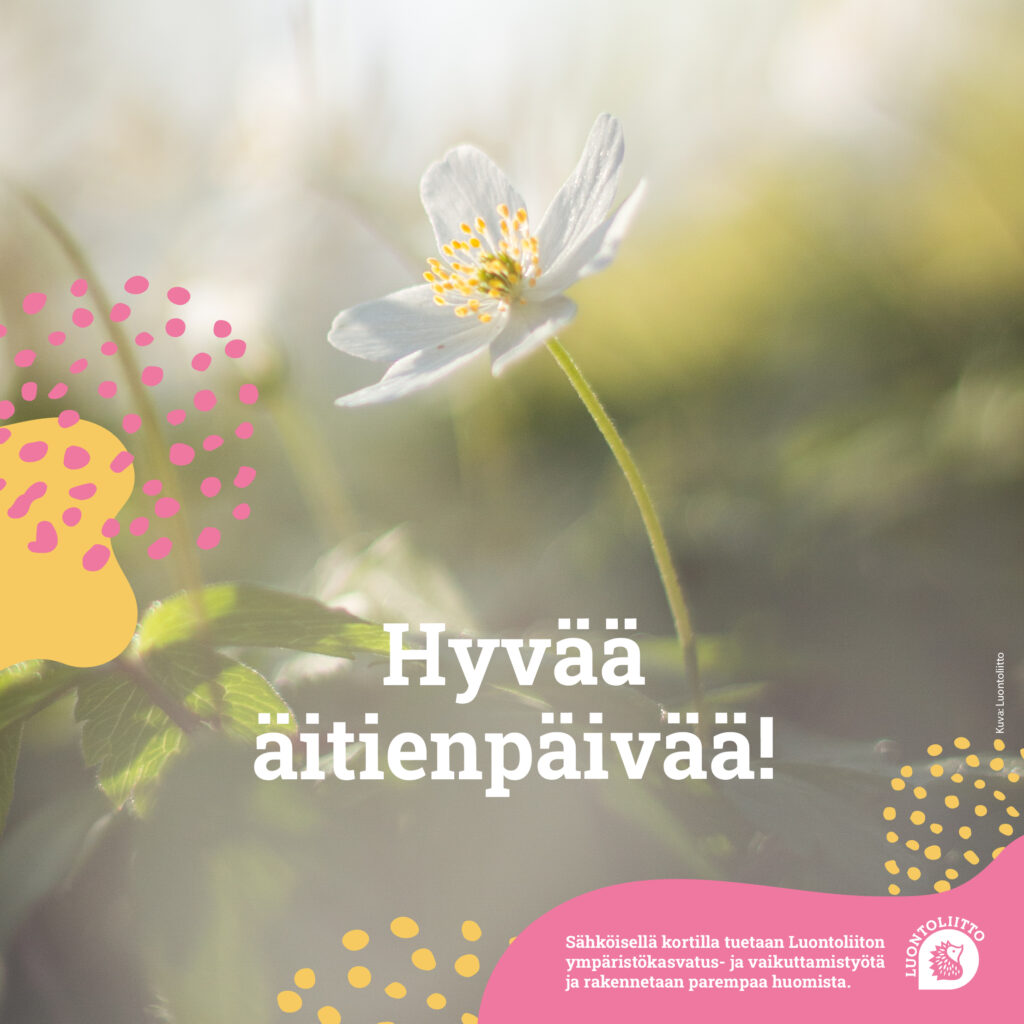 aitienpv_valkovuokko@2x-100