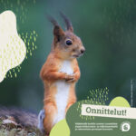 Onnittelut orava