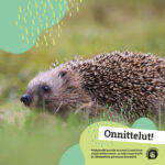 Onnittelut siili