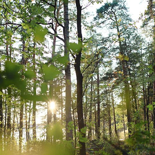 Kuva Stansvikin metsästä Laajasalosta. Kuva: Suojellaan Satansvik