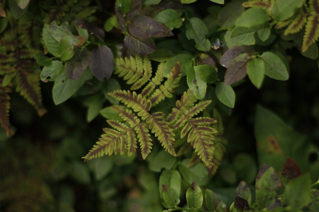 Näillä helpoilla vinkeillä kuka tahansa voi ryhtyä suojelemaan metsiä.