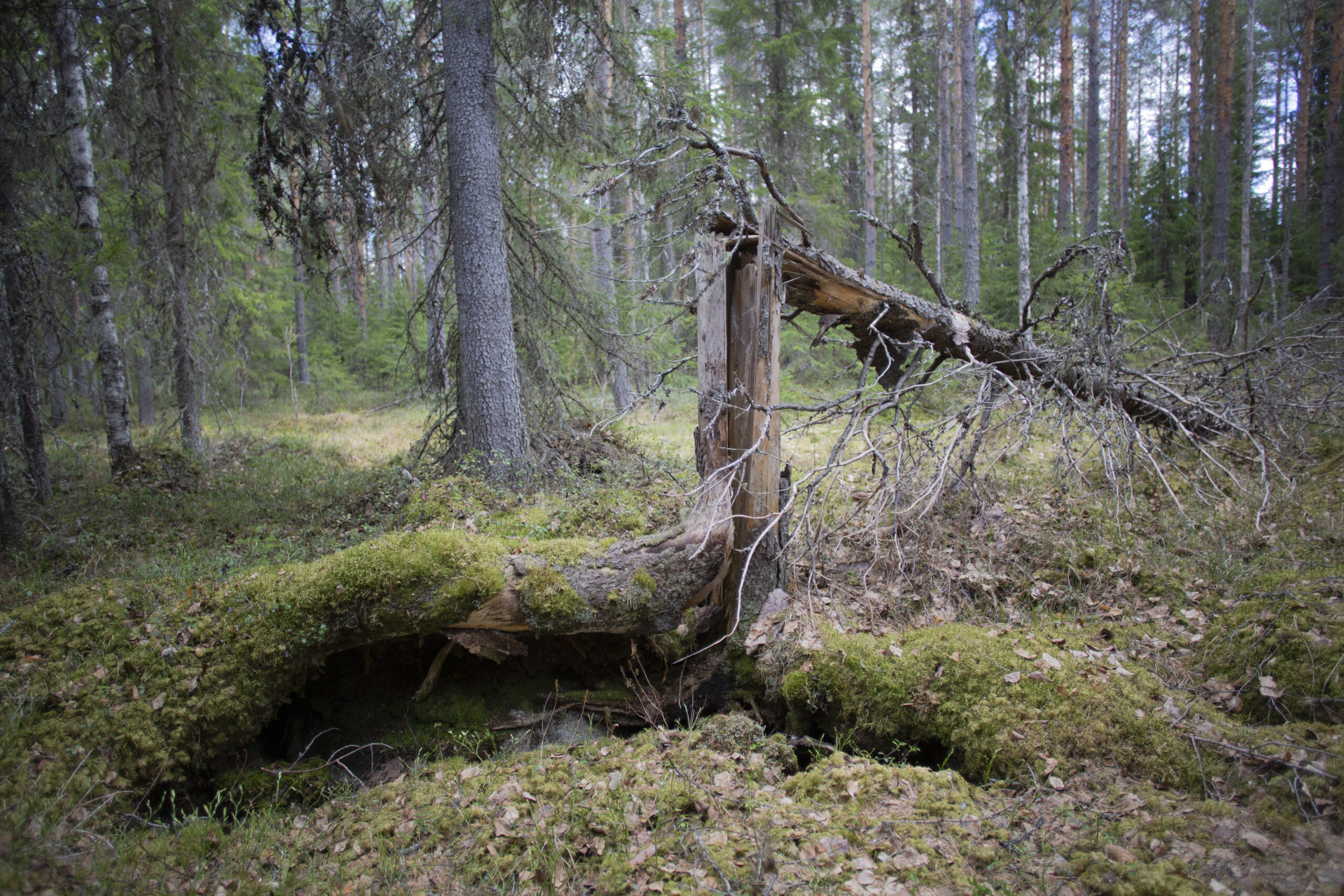 Yli sata vapaaehtoista metsävahtia valvoo luonnonmetsiä hakkuiden varalta. Valvonnan tarkoitus on luonnoltaan korvaamattomien luonnonmetsien turvaaminen.
