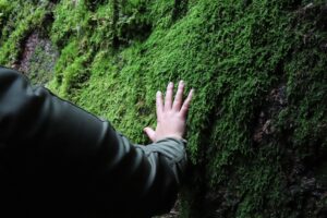 Metsäterveyslaskuria testataan joulukuuhun 2025 asti.