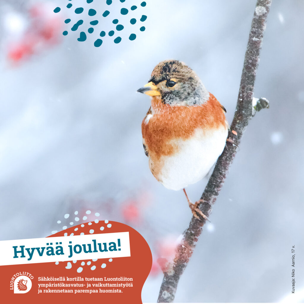 hyvaa_joulua_jarripeippo