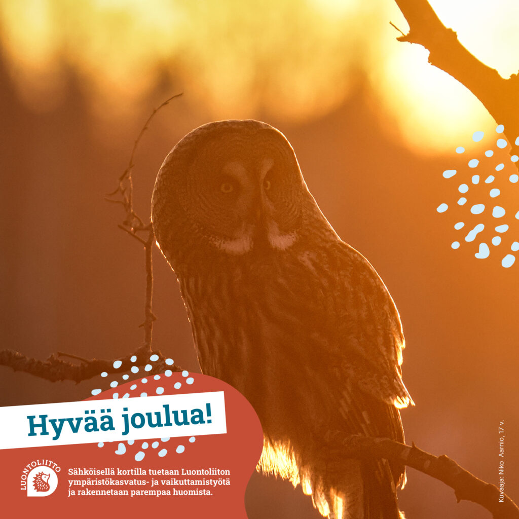 hyvaa_joulua_lapinpollo