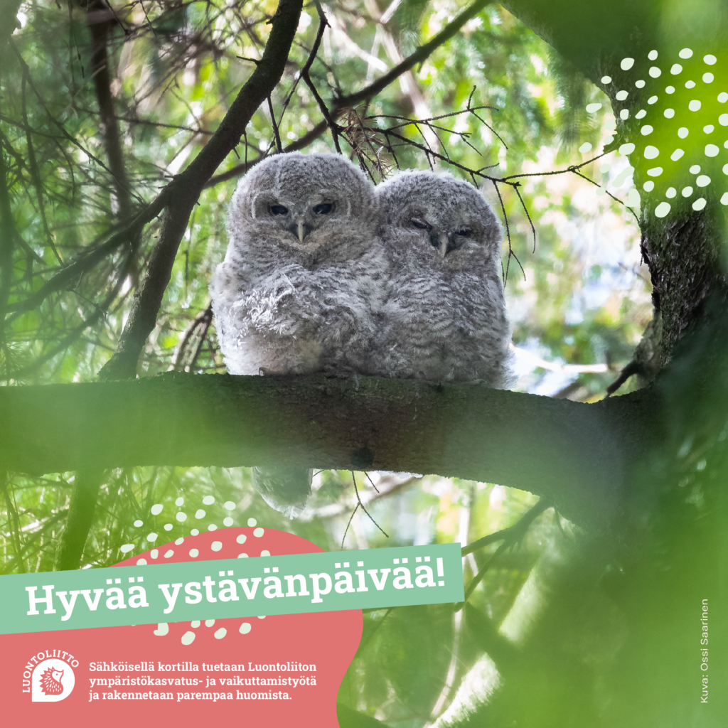 ystävänpäivä lehtopöllöt