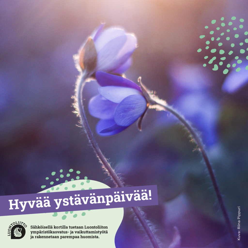 ystävänpäivä sinivuokot