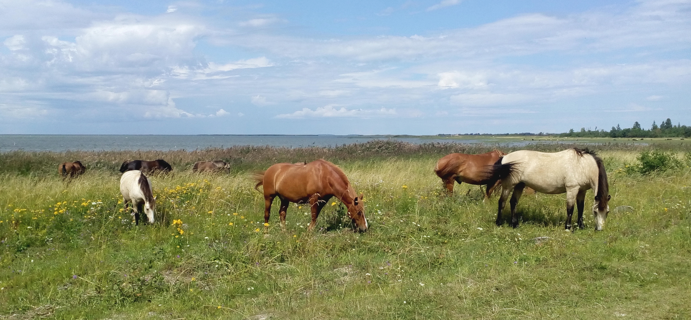 Ratsastusretki Viroon 5.-8.6.2026