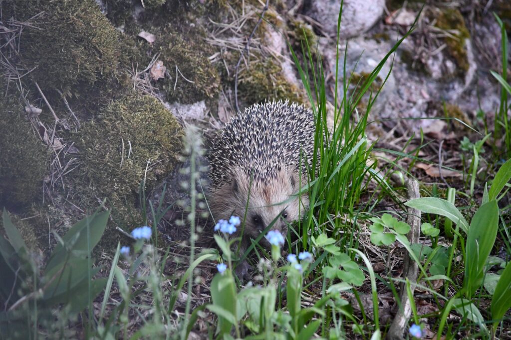 Kevätseurantaan on raportoitu siilihavaintoja poikkeuksellisen aikaisin