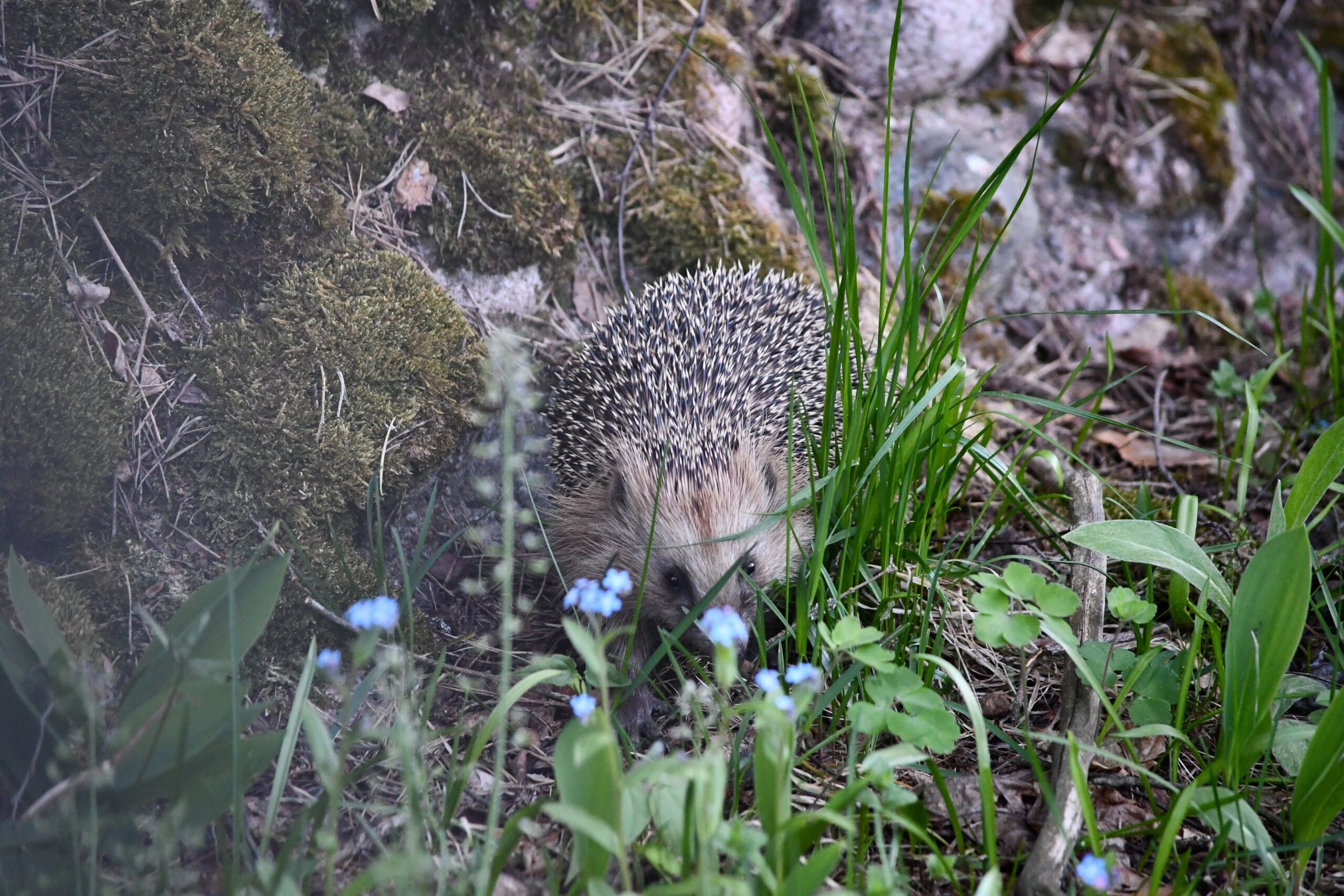 Kevätseurantaan on raportoitu siilihavaintoja poikkeuksellisen aikaisin