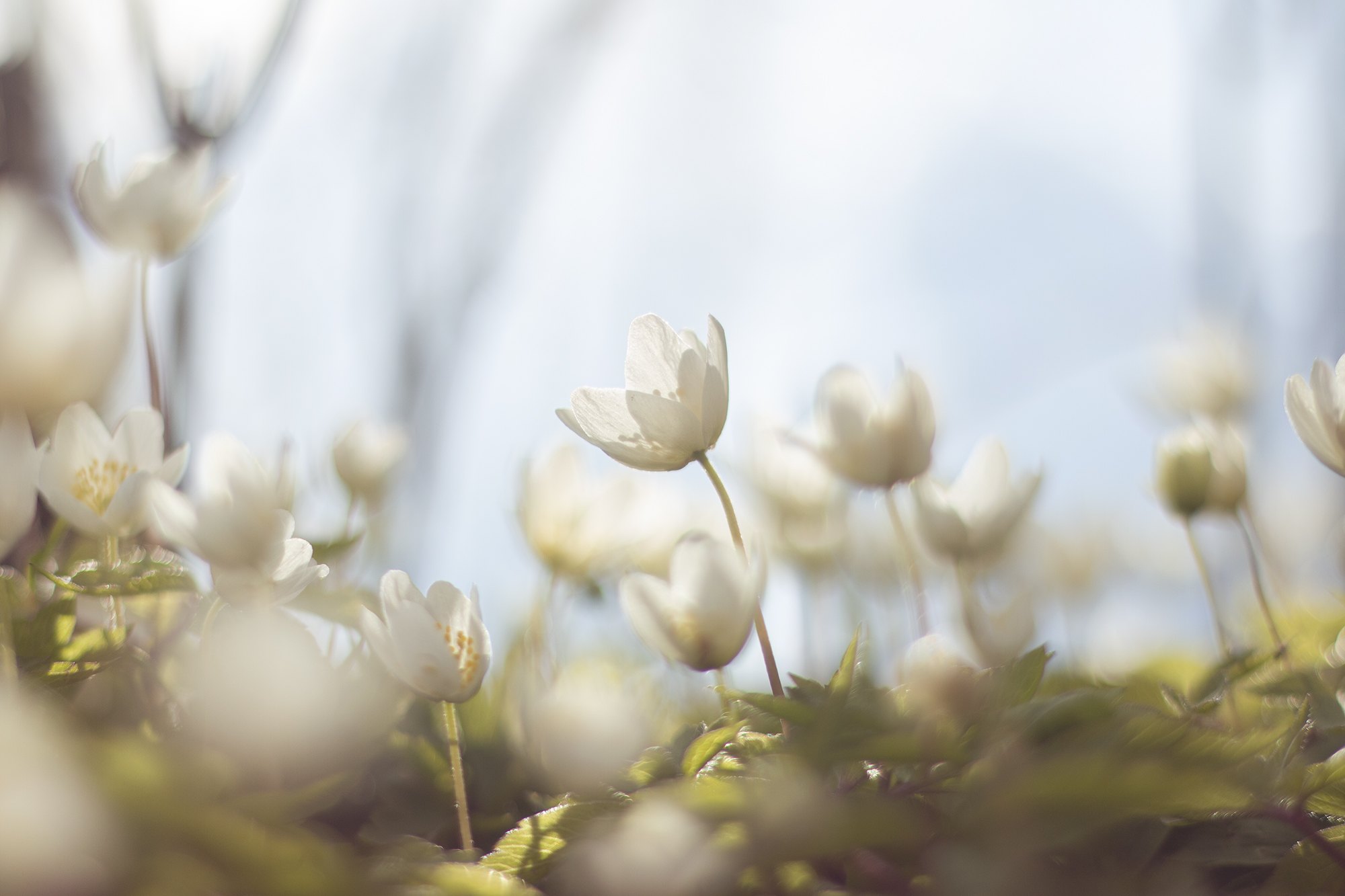 Valkovuokot ovat aloittaneet kukintansa Etelä-Suomessa, josta on saatu yli 20 Kevätseuranta-havaintoa.