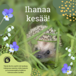 Ihanaa kesää_siili