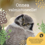 Onnea_valmistuneelle_pöllö