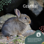 Grattis jänis