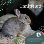 Onnittelut jänis