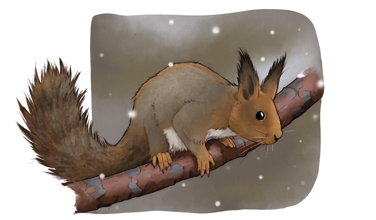 Orava
